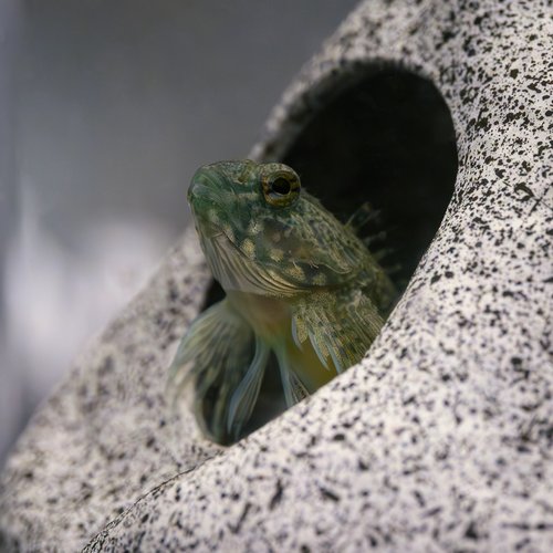 Sculpin poking out of a rock